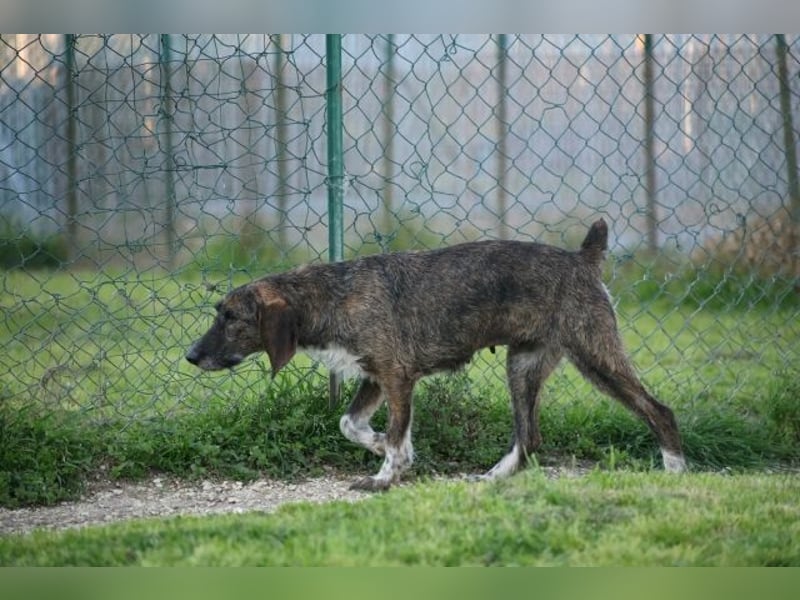Kira - Ultraliebe Hündin sucht dringend Anschluss