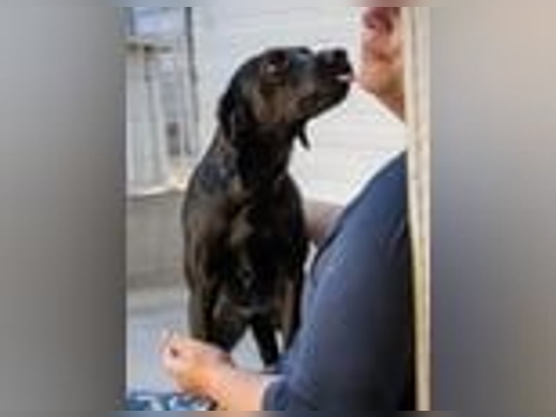 Sugar- Auf Pflegestelle in D