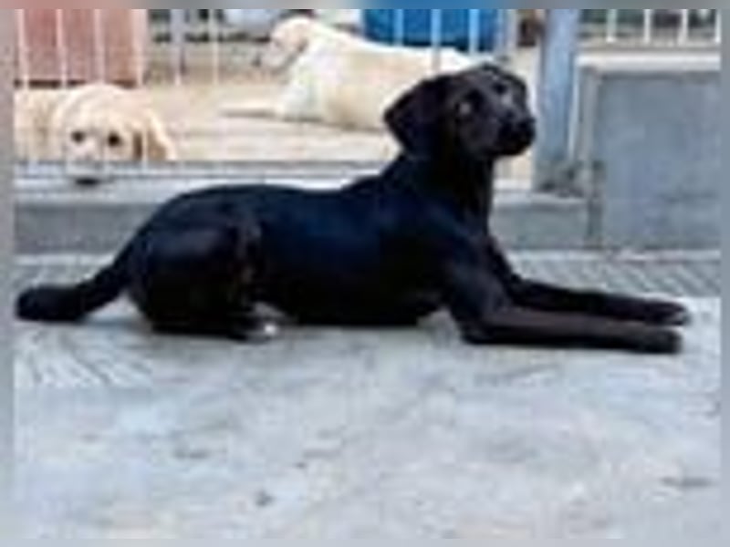 Sugar- Auf Pflegestelle in D