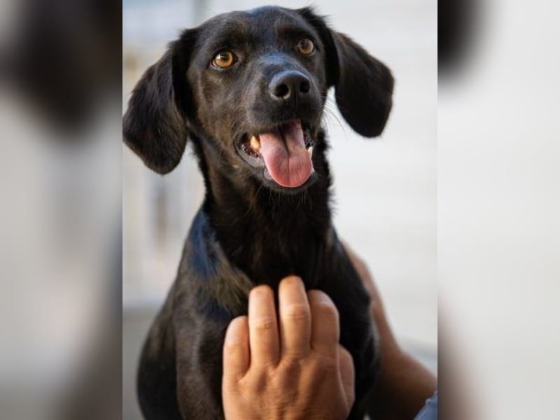 Sugar- Auf Pflegestelle in D