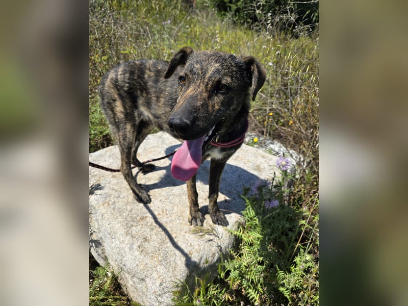 Rosino: ein Schatz für "überall mit dabei"