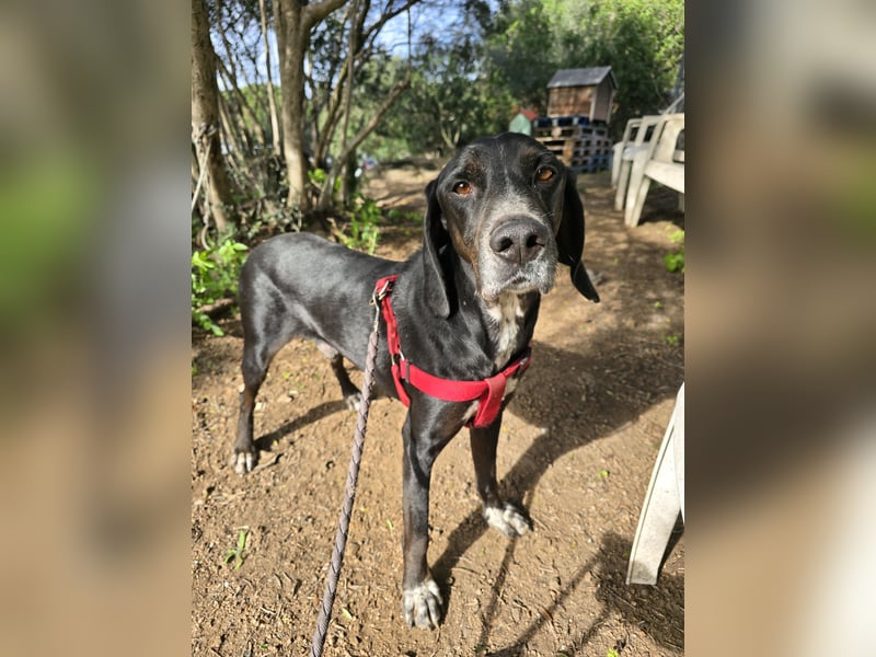 Vernedi: eine Seele von Hund