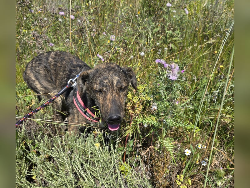 Rosino: ein Schatz für "überall mit dabei"