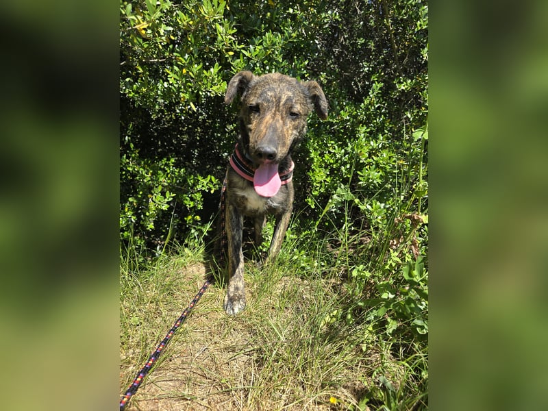 Rosino: ein Schatz für "überall mit dabei"