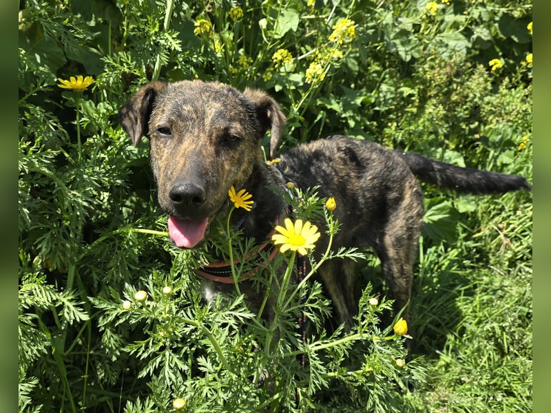 Rosino: ein Schatz für "überall mit dabei"