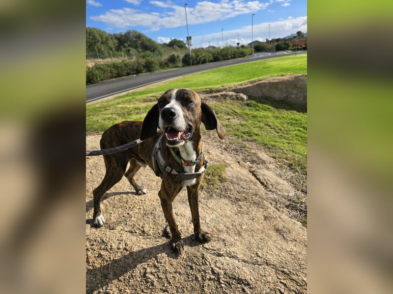 Sardo: eine ganz treue Seele