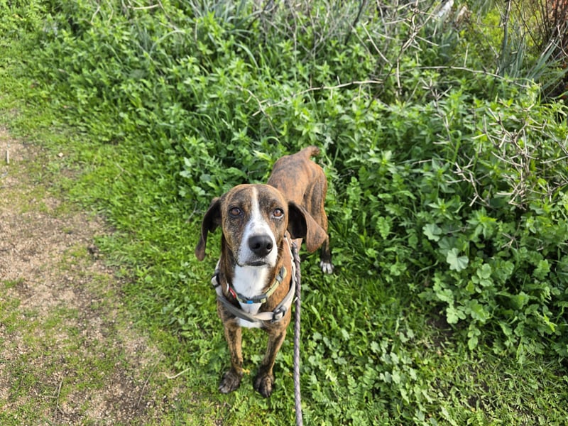 Sardo: eine ganz treue Seele