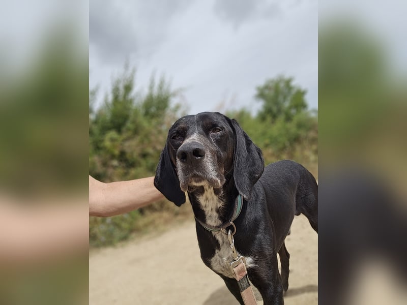 Vernedi: eine Seele von Hund