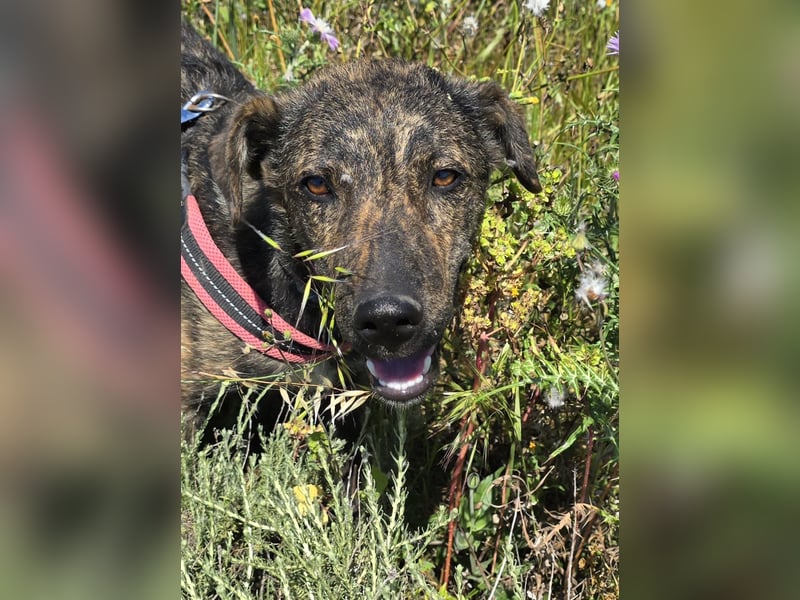 Rosino: ein Schatz für "überall mit dabei"