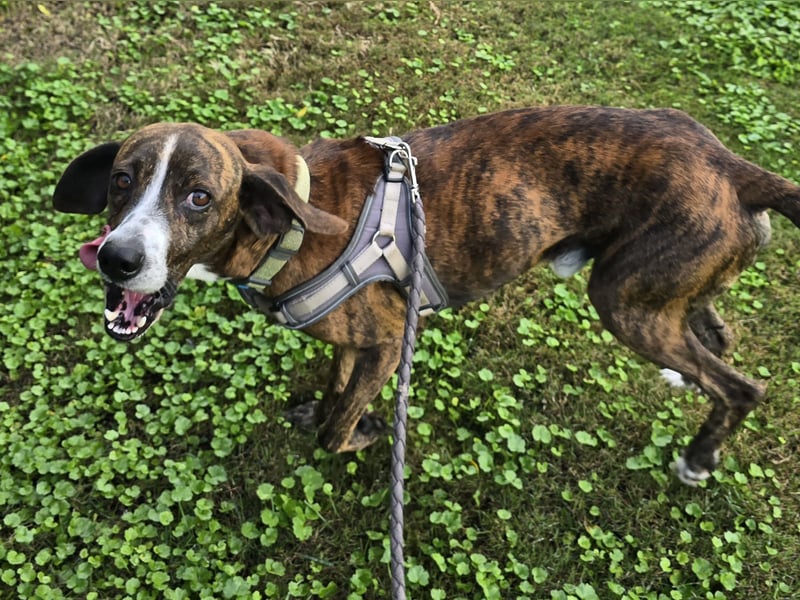 Sardo: eine ganz treue Seele