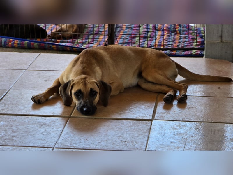Caterina: zarte Hündin sucht Geborgenheit