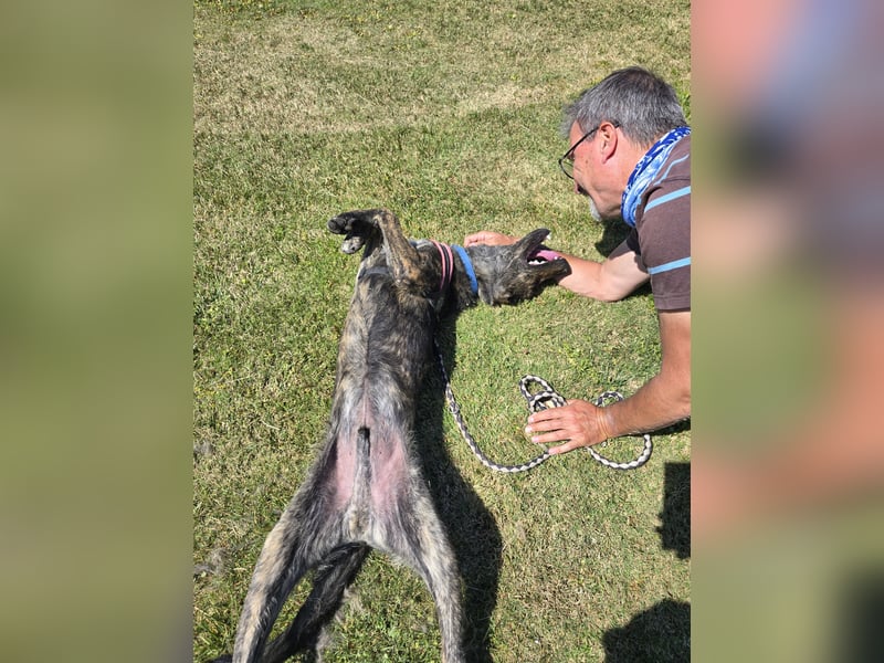 Rosino: ein Schatz für "überall mit dabei"