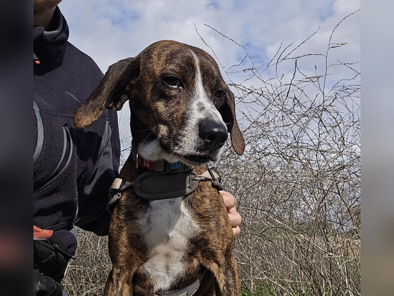 Sardo: eine ganz treue Seele