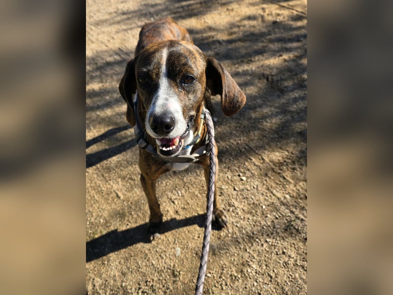 Sardo: eine ganz treue Seele