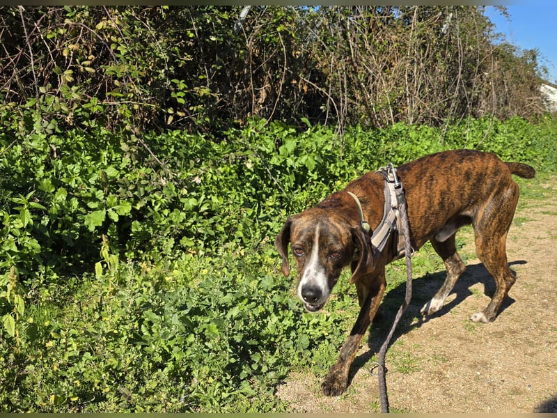 Sardo: eine ganz treue Seele