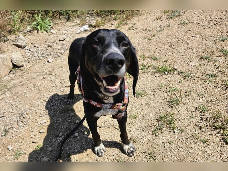 Vernedi: eine Seele von Hund