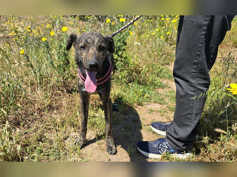 Rosino: ein Schatz für "überall mit dabei"