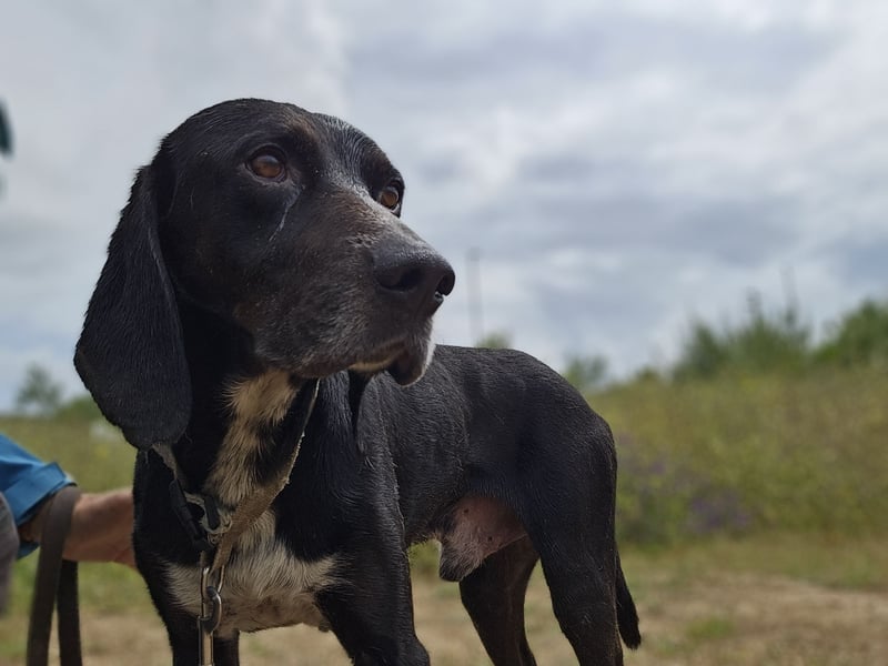 Vernedi: eine Seele von Hund