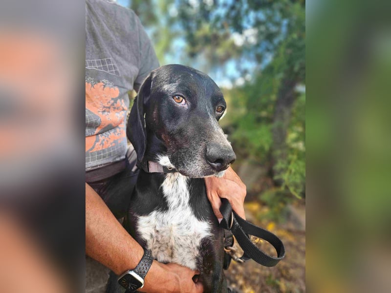 Vernedi: eine Seele von Hund