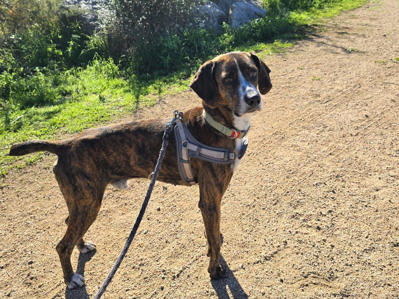 Sardo: eine ganz treue Seele