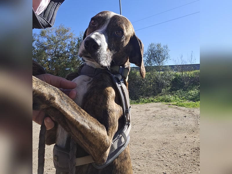 Sardo: eine ganz treue Seele