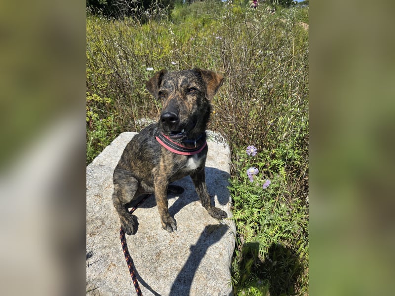 Rosino: ein Schatz für "überall mit dabei"