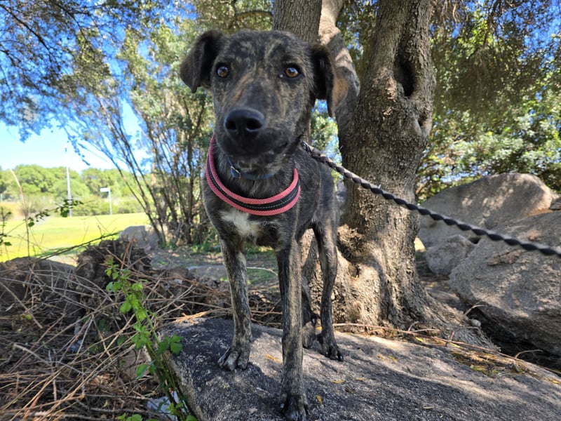 Rosino: ein Schatz für "überall mit dabei"