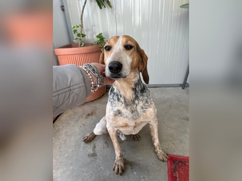 Albatros sucht Jagdhund-Liebhaber!