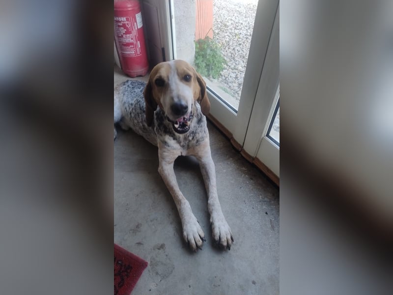 Albatros sucht Jagdhund-Liebhaber!