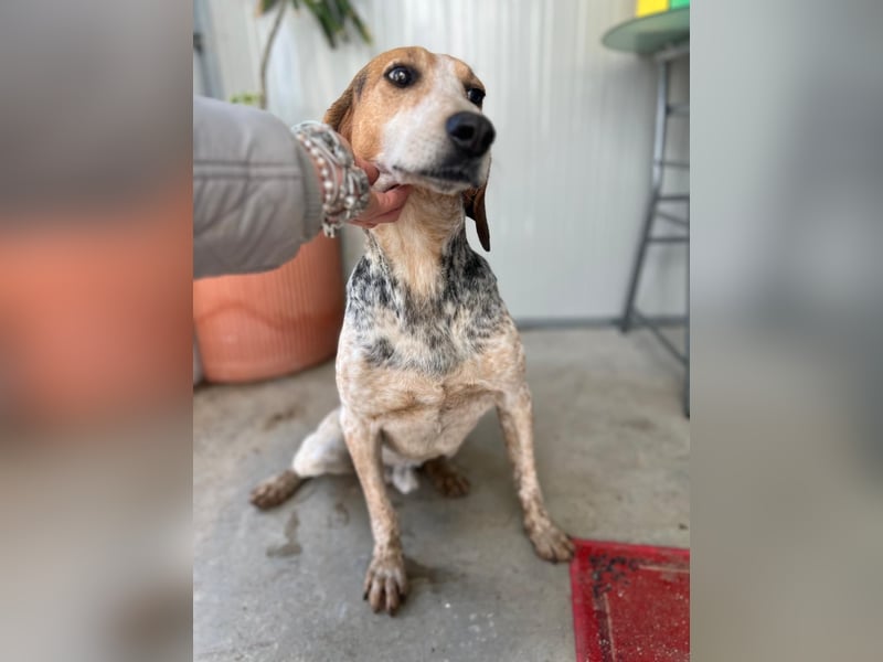 Albatros sucht Jagdhund-Liebhaber!