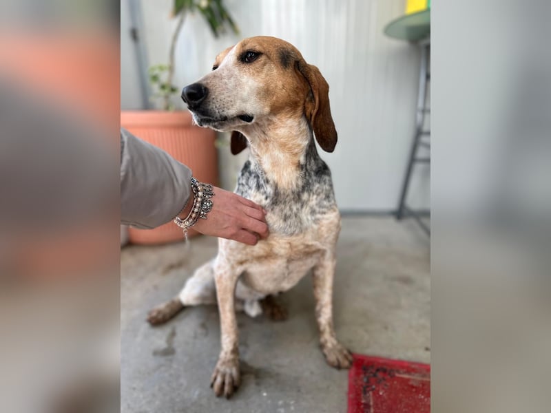 Albatros sucht Jagdhund-Liebhaber!