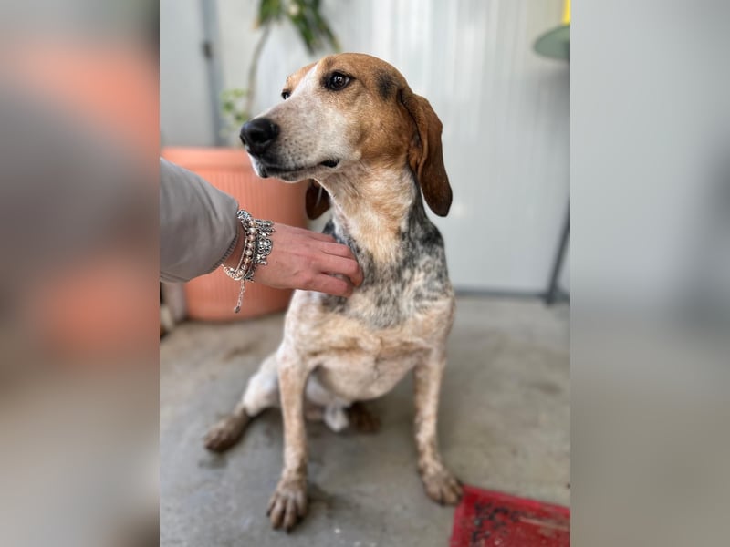 Albatros sucht Jagdhund-Liebhaber!