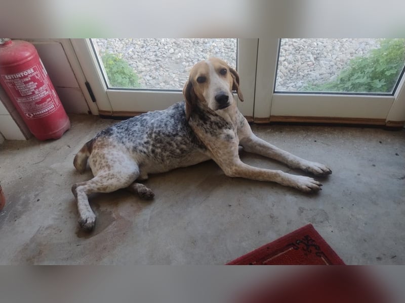 Albatros sucht Jagdhund-Liebhaber!