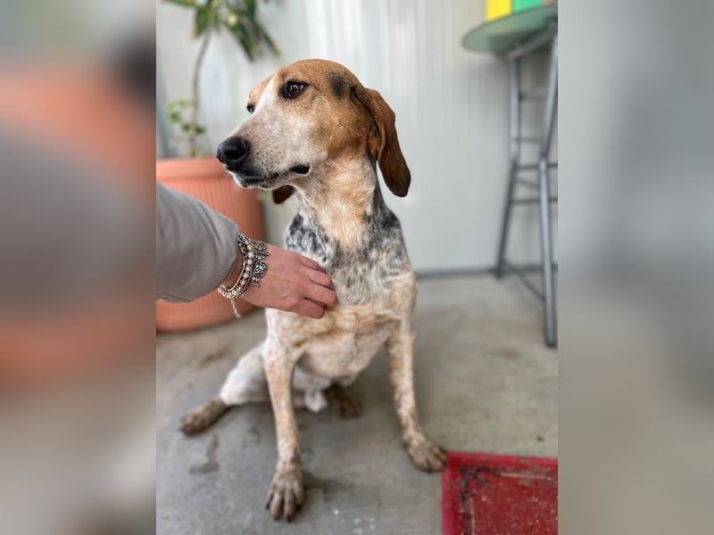 Albatros sucht Jagdhund-Liebhaber!