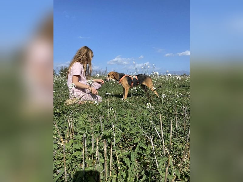 Pamela - (dringend Pflegestelle oder Zuhause gesucht) Schüchterne Hündin sucht Mutmacher