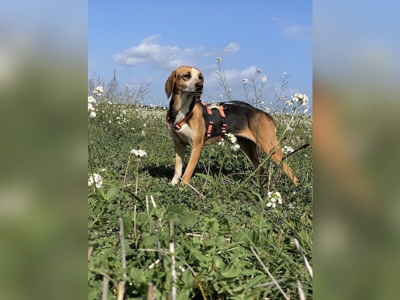 Pamela - (dringend Pflegestelle oder Zuhause gesucht) Schüchterne Hündin sucht Mutmacher