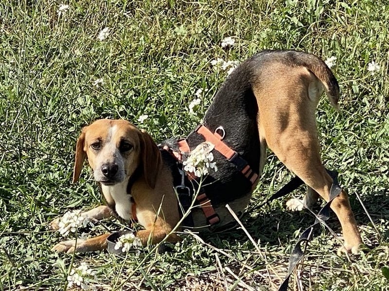 Pamela - Schüchterne Hündin sucht Mutmacher