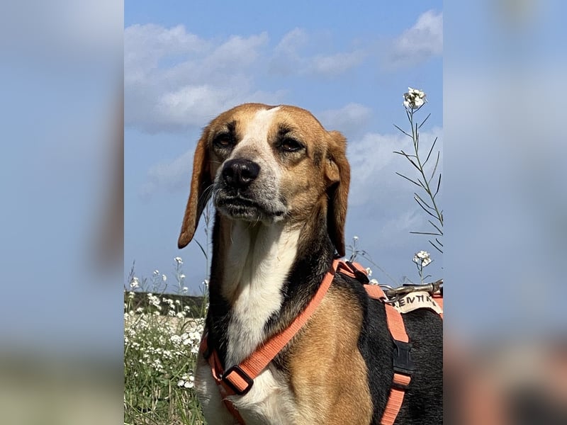 Pamela - (dringend Pflegestelle oder Zuhause gesucht) Schüchterne Hündin sucht Mutmacher