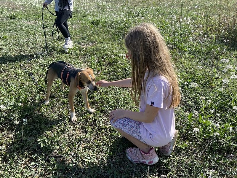 Pamela - Schüchterne Hündin sucht Mutmacher