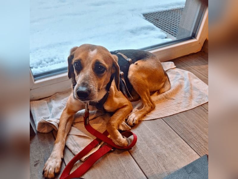 Pamela - Schüchterne Hündin sucht Mutmacher