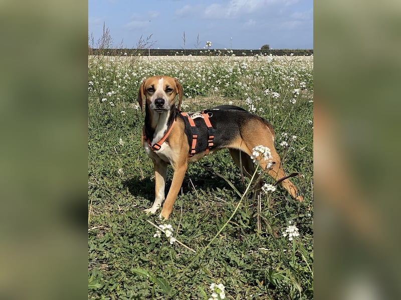 Pamela - (dringend Pflegestelle oder Zuhause gesucht) Schüchterne Hündin sucht Mutmacher