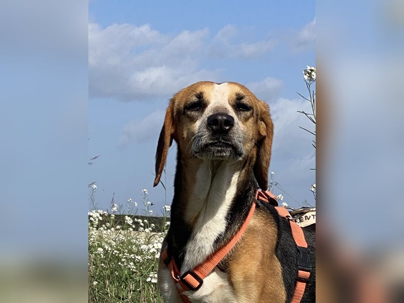 Pamela - Schüchterne Hündin sucht Mutmacher