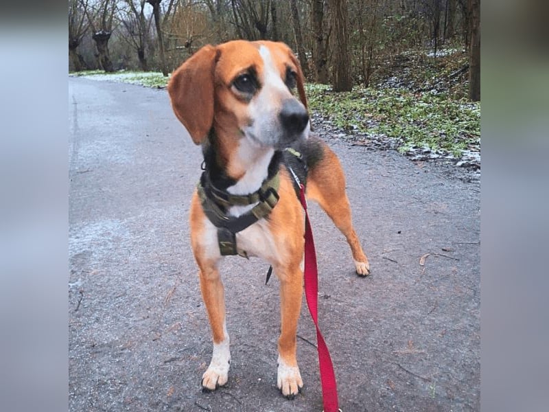 Pamela - Schüchterne Hündin sucht Mutmacher