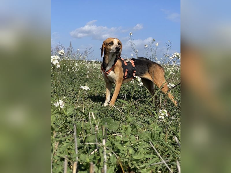 Pamela - Schüchterne Hündin sucht Mutmacher