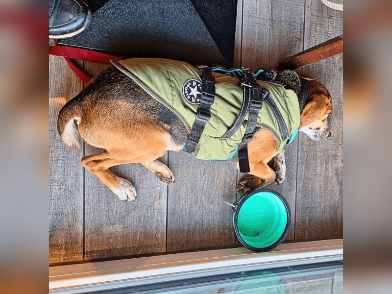 Pamela - Schüchterne Hündin sucht Mutmacher