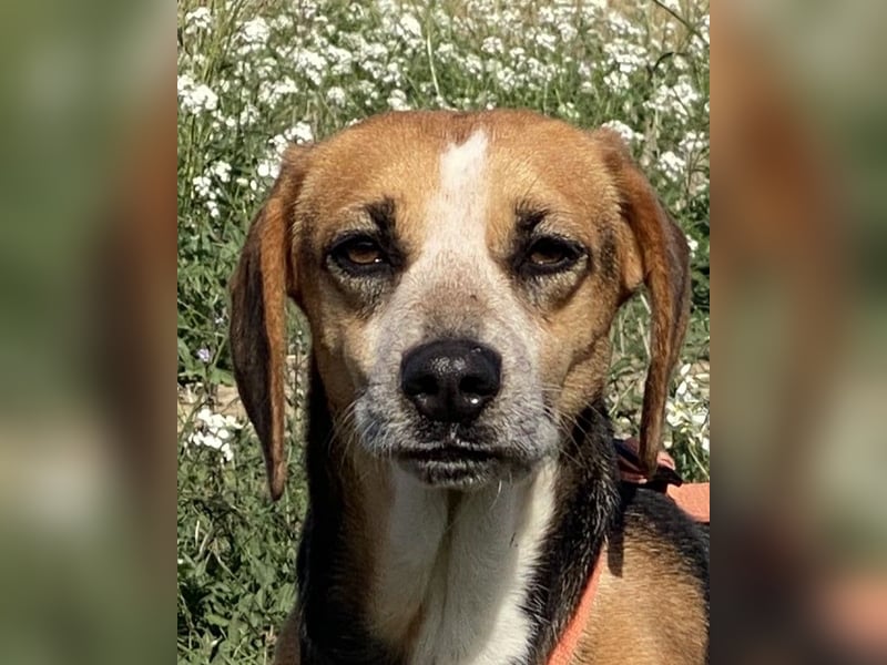 Pamela - (dringend Pflegestelle oder Zuhause gesucht) Schüchterne Hündin sucht Mutmacher