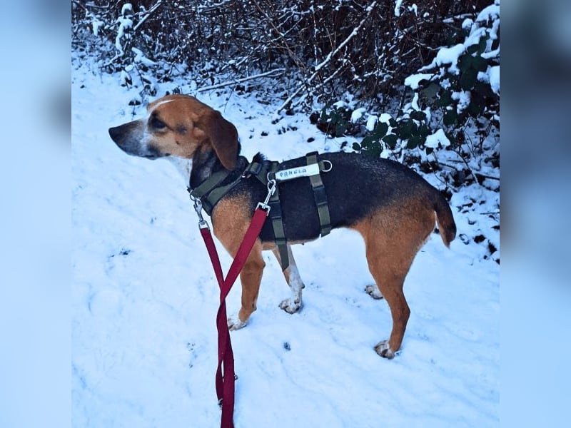 Pamela - Schüchterne Hündin sucht Mutmacher