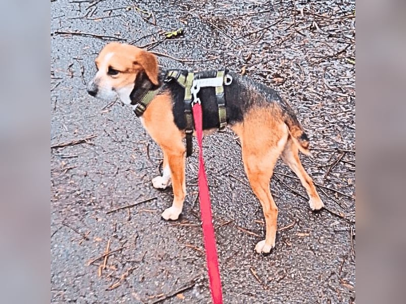 Pamela - Schüchterne Hündin sucht Mutmacher