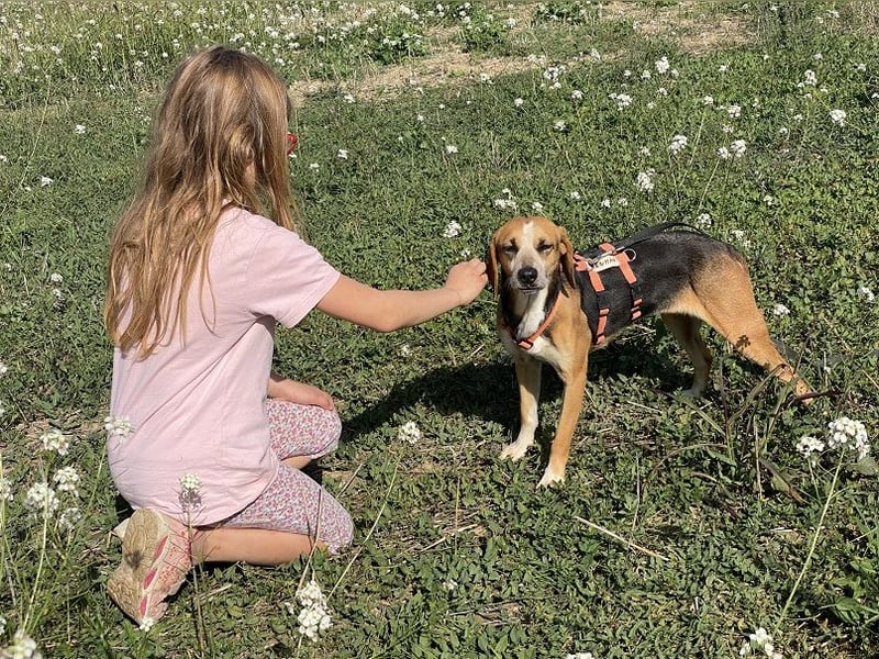 Pamela - Schüchterne Hündin sucht Mutmacher