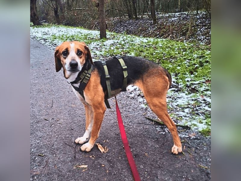Pamela - Schüchterne Hündin sucht Mutmacher